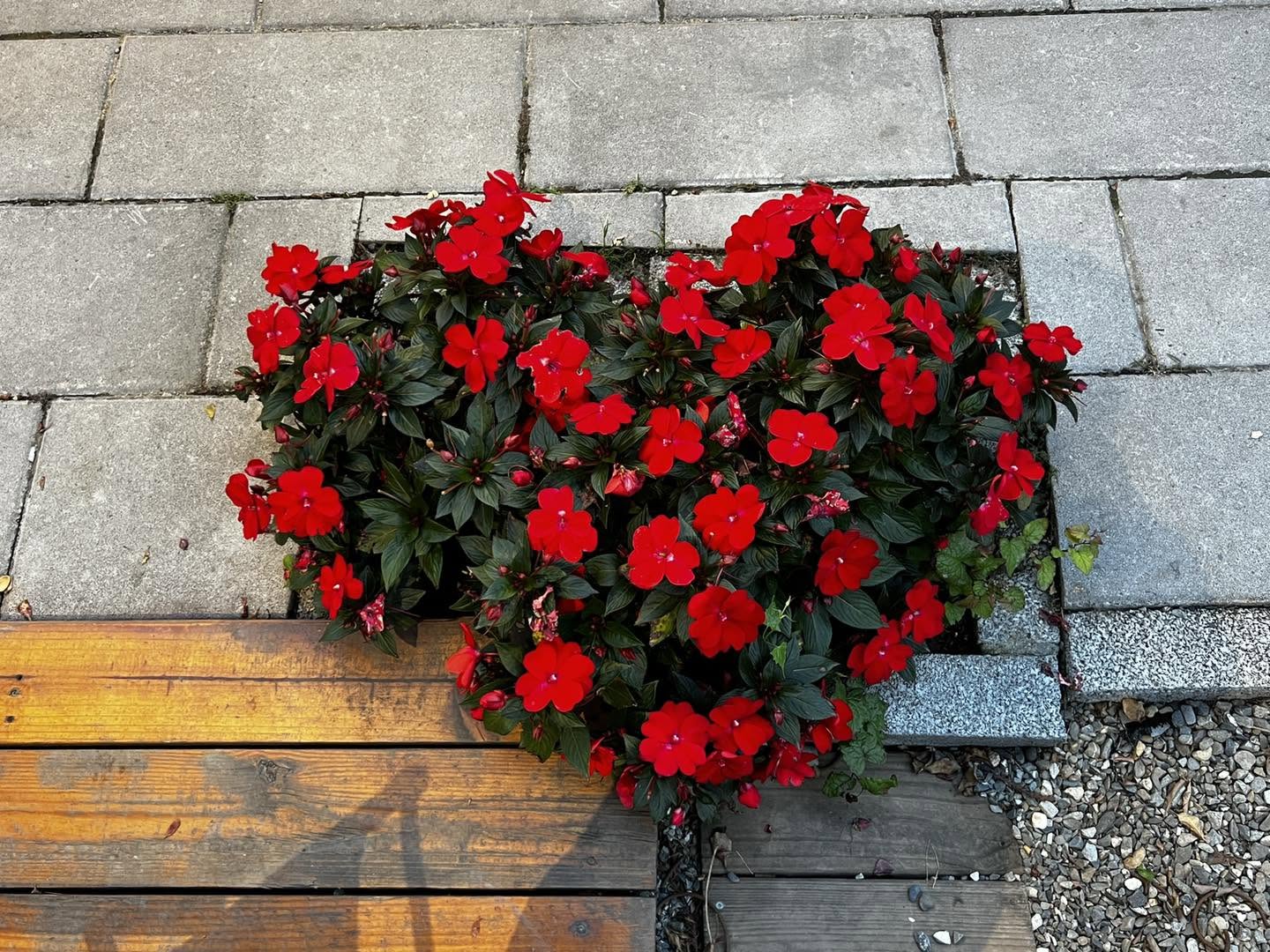 花佈院季節紅花盆栽與庭園花景